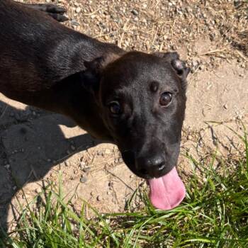 Rumba -  Labrador Retriever and Mixed Breed Dog for Adoption in West Des Moines, Iowa - Rumba | PetCurious