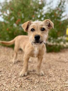 Alec -  Terrier Dog for Adoption in Helotes, Texas - Alec | PetCurious