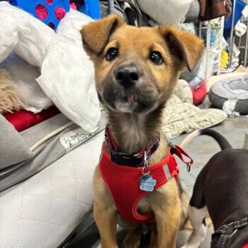 Black Mouth Cur Dogs Available for Adoption in Mount Pleasant, South Carolina - Alvin | PetCurious