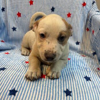 Gunter 9283 -  Australian Cattle Dog Blue Heeler and Mixed Breed Dog for Adoption in Kittanning, Pennsylvania - Gunter 9283 | PetCurious
