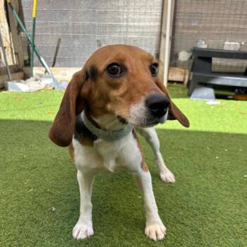 Piper 4379 -  Beagle Dog for Adoption in Loxahatchee Groves, Florida - Piper 4379 | PetCurious