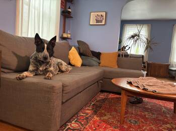 Hardy -  Australian Cattle Dog Blue Heeler Dog for Adoption in Manassas, Virginia - Hardy | PetCurious