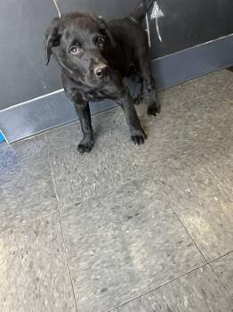 ZORRO -  Labrador Retriever Dog for Adoption in Casper, Wyoming - ZORRO | PetCurious
