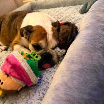 Nona -  American Bulldog Dog for Adoption in Austin, Texas - Nona | PetCurious