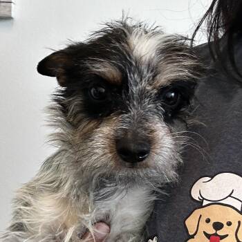 Mixed Breed Dogs Available for Adoption - Zeke | PetCurious