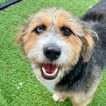 Poodle Dogs Available for Adoption in Matteson, Illinois - Nova | PetCurious