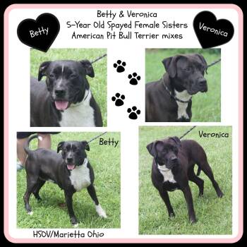 Rescue Pit Bull Terrier Dogs for Adoption in Marietta, Ohio - Betty & Veronica (Spayed) | PetCurious