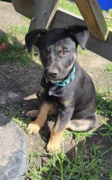Pocus -  Rottweiler and Golden Retriever Dog for Adoption in Yorktown, Virginia - Pocus | PetCurious