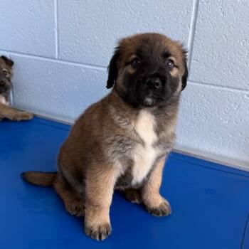 Guava Lava -  Mixed Breed Dog Available for Adoption in Martinsville, Virginia - Guava Lava | PetCurious
