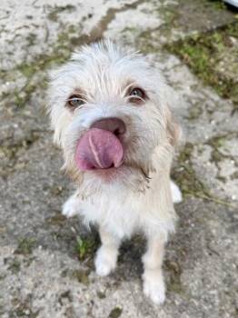 Michael -  Mixed Breed Dog for Adoption in New Orleans, Louisiana - Michael | PetCurious