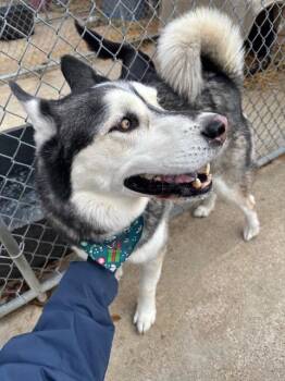 Alaskan Malamute Dogs Available for Adoption in Princeton, Indiana - Bear | PetCurious