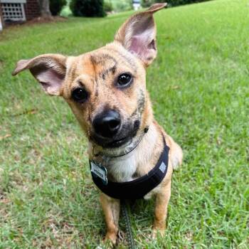 Werner -  Terrier Dog for Adoption in Wake Forest, North Carolina - Werner | PetCurious