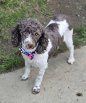 Ellen -  Poodle Dog for Adoption in Union Grove, Wisconsin - Ellen | PetCurious