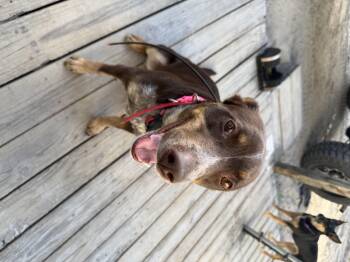 Cattle Dog Dogs Available for Adoption in Tampa, Florida - Bindi | PetCurious