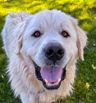 Eli -  Great Pyrenees Dog for Adoption in Golden, Colorado - Eli | PetCurious