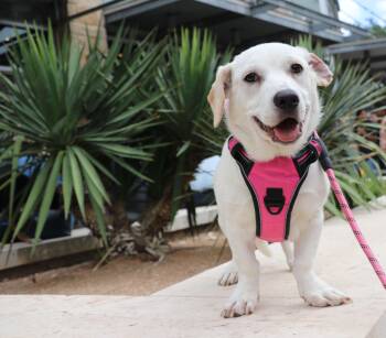 Mixed Breed Dogs Available for Adoption in Pflugerville, Texas - Ouida Pearl | PetCurious