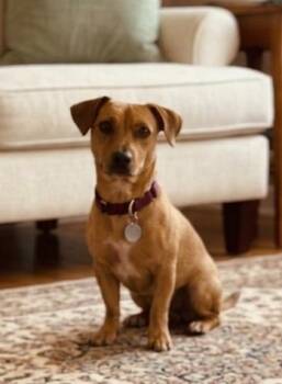 Chihuahua and Terrier Dogs Available for Adoption in North Prairie, Wisconsin - **BIRDIE** | PetCurious