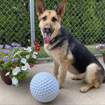 Lottie -  German Shepherd Dog Dog for Adoption in Dixon, Illinois - Lottie | PetCurious