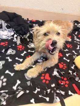 Ryder -  Mixed Breed Dog for Adoption in Pleasanton, California - Ryder | PetCurious