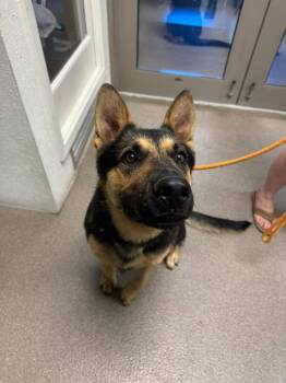 Calvin -  Shepherd Dog for Adoption in Boone, Iowa - Calvin | PetCurious