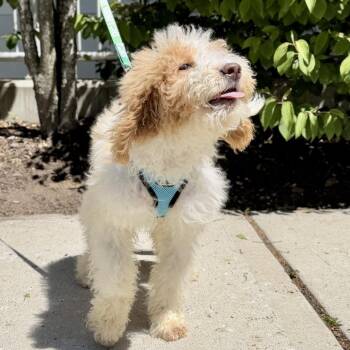 Milan -  Poodle and Labrador Retriever Dog for Adoption in East Hampton, New York - Milan | PetCurious