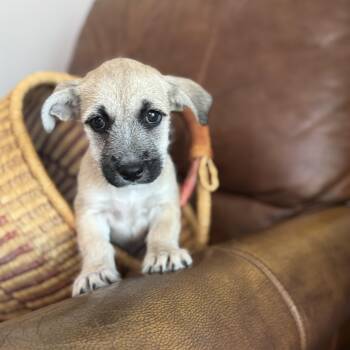 Rescue Terrier Dogs for Adoption in San Diego, California - Hoka (Milestone Litter) | PetCurious
