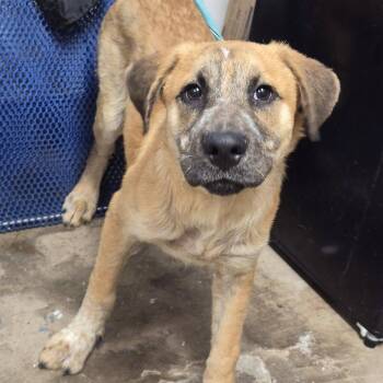 Montana -  Black Mouth Cur and Retriever Dog for Adoption in Cleveland, Mississippi - Montana | PetCurious