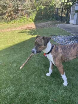 Dexter -  Mixed Breed Dog for Adoption in Wyoming, Michigan - Dexter | PetCurious