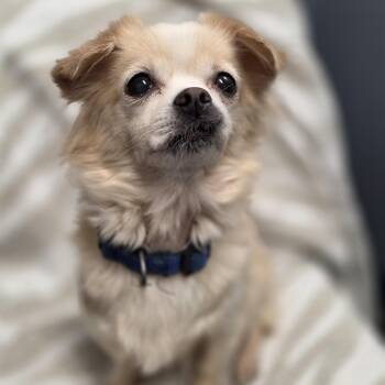 Rescue Chihuahua Dogs for Adoption in Lacona, New York - Chloe | PetCurious