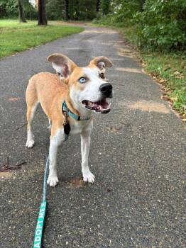 David Bowie -  Collie and Siberian Husky Dog for Adoption in Silver Spring, Maryland - David Bowie | PetCurious