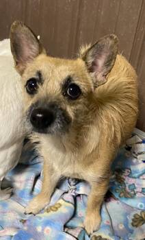 Terrier and Chihuahua Dogs Available for Adoption - Hyena  | PetCurious