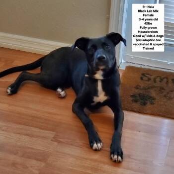 R - Nala -  Black Labrador Retriever Dog for Adoption in Oviedo, Florida - R - Nala | PetCurious