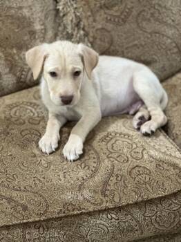 Moe -  Labrador Retriever and American Staffordshire Terrier Dog for Adoption in Sedalia, Colorado - Moe | PetCurious