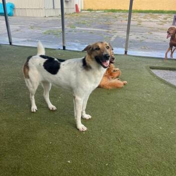 Olive -  Shepherd and Mixed Breed Dog for Adoption in Tacoma, Washington - Olive | PetCurious