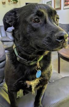 Rescue Australian Cattle Dog Blue Heeler Dogs for Adoption in Dowelltown, Tennessee - Margaret | PetCurious