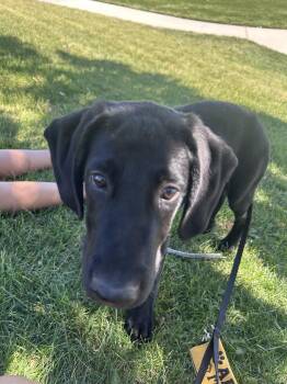 Lukke -  Labrador Retriever Dog for Adoption in Salt Lake City, Utah - Lukke | PetCurious