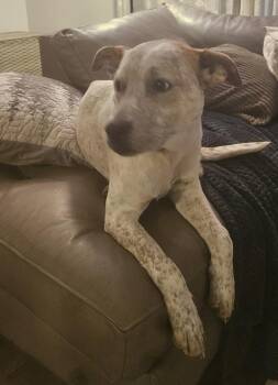 Australian Cattle Dog Blue Heeler and Boxer Dogs Available for Adoption in Alliance, Ohio - Bruno-Lee | PetCurious