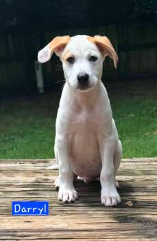 Darryl -  Husky Dog for Adoption in Alexander, Arkansas - Darryl | PetCurious