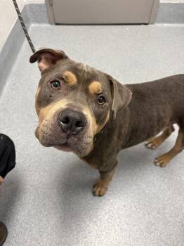EYEBROWS -  Pit Bull Terrier and Mixed Breed Dog for Adoption in Indianapolis, Indiana - EYEBROWS | PetCurious