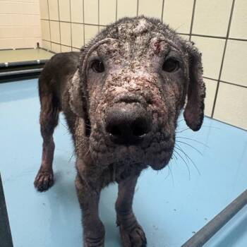 Cutie -  Mixed Breed Dog for Adoption in Lufkin, Texas - Cutie | PetCurious