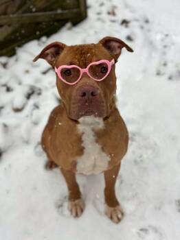 Soda Pop -  Pit Bull Terrier and Mixed Breed Dog for Adoption in Dahlonega, Georgia - Soda Pop | PetCurious