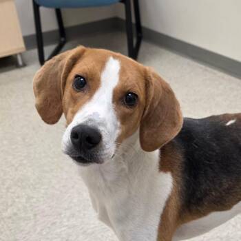 Hound Dogs Available for Adoption in Chatham, Virginia - Webster | PetCurious
