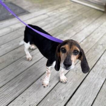Bubba Gump -  Beagle Dog for Adoption in Carencro, Louisiana - Bubba Gump | PetCurious