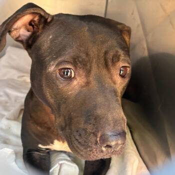 Lucinda -  Pit Bull Terrier Dog for Adoption in Philadelphia, Pennsylvania - Lucinda | PetCurious