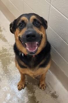 Nd-09c Manson -  German Shepherd Dog and Rottweiler Dog for Adoption in Lawrenceville, Georgia - Nd-09c Manson | PetCurious