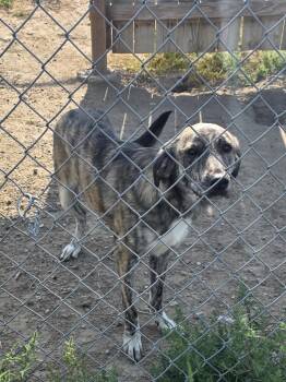 Bella -  Mixed Breed Dog for Adoption in Rawlins, Wyoming - Bella | PetCurious