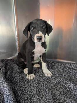 61593726 -  Pit Bull Terrier and Mixed Breed Dog for Adoption in El Paso, Texas - 61593726 | PetCurious