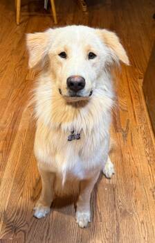 Theodore CA -  Golden Retriever Dog for Adoption in Hillside, Illinois - Theodore CA | PetCurious