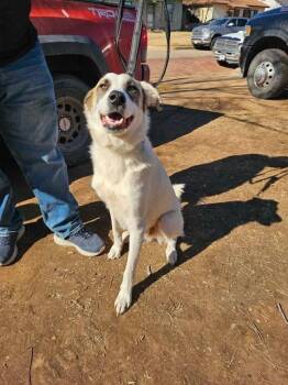 Great Pyrenees Dogs Available for Adoption - Roman | PetCurious