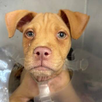 Lloyd -  Terrier and Mixed Breed Dog for Adoption in San Antonio, Texas - Lloyd | PetCurious
